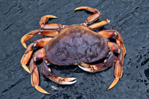 A fresh caught Alaska Dungeness Crab on a boat deck.